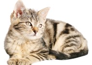 Kaiyun APP-格鲁吉亚女篮在欧洲锦标赛中展现实力，期待国际突破，格鲁吉亚参加过欧洲杯吗