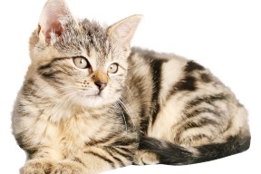 Kaiyun APP-格鲁吉亚女篮在欧洲锦标赛中展现实力，期待国际突破，格鲁吉亚参加过欧洲杯吗