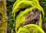 kaiyun官方网站-澳大利亚女篮在奥运预选赛中稳步前行，冲击奖牌