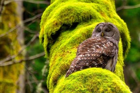 kaiyun官方网站-澳大利亚女篮在奥运预选赛中稳步前行，冲击奖牌