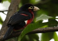 阿森纳青训再传喜讯，年轻天才不断涌现