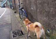 kaiyun官方网站-混合泳对决瑞士沉着冷静，混合泳视频