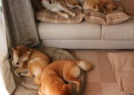 开云中国-赫梅列夫斯基200米蝶泳力争佳绩