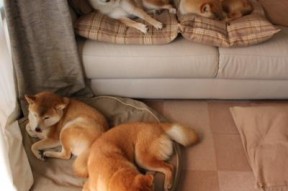 开云中国-赫梅列夫斯基200米蝶泳力争佳绩