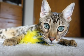 kaiyun开云·官方网站-体能训练专项课实施后球员平均速度与爆发力双双提升，职业球员体能训练