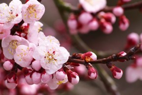 kaiyun登录入口-意甲速度与策略：瞬间突破，赢得喝彩！，意甲跑动数据