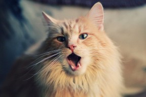 开云体育-中国足球联赛发展基金新增青训专属拨款，中国足球发展基金会菁英杯青少年足球联赛