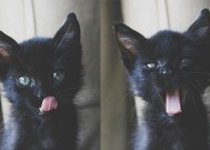 kaiyun开云·官方网站-瑞士自由泳短程速度惊人，瑞士自由吗