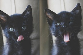 kaiyun开云·官方网站-瑞士自由泳短程速度惊人，瑞士自由吗