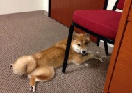 开云网页版登录入口-训练课上模拟比赛情景提高临场应变能力与位置转换速度，赛前模拟训练的概念