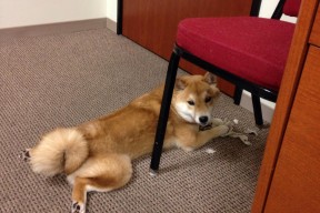 开云网页版登录入口-训练课上模拟比赛情景提高临场应变能力与位置转换速度，赛前模拟训练的概念