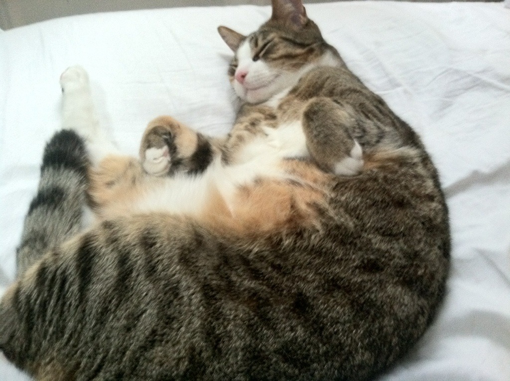 诺里奇城-逆转净胜华尔沙尔,士气高涨实力不容小觑,诺里奇城堡