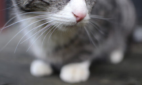 网球大师赛上海站即将开赛，网球大师赛 上海