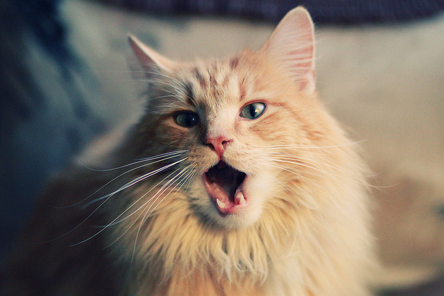 中国足球联赛发展基金新增青训专属拨款，中国足球发展基金会菁英杯青少年足球联赛