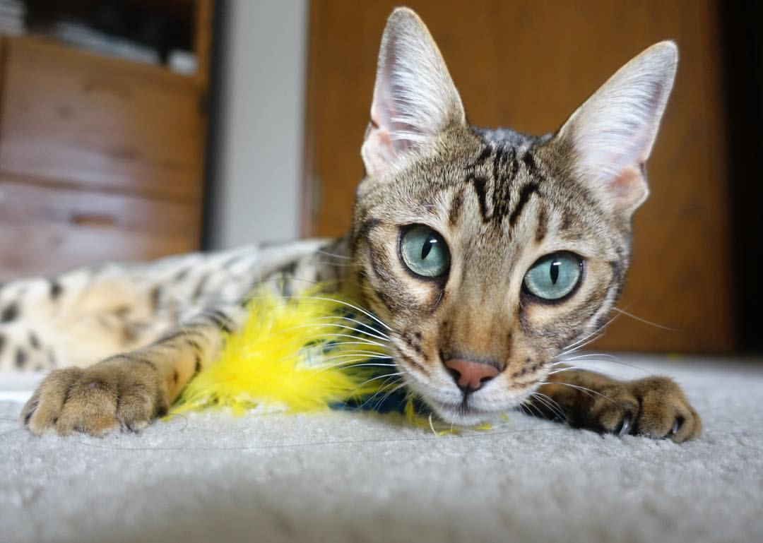 体能训练专项课实施后球员平均速度与爆发力双双提升，职业球员体能训练