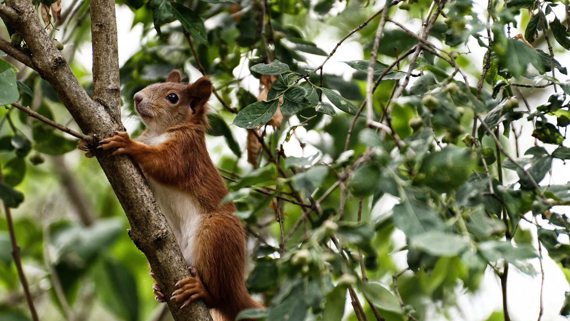 塞尔维亚女篮在欧洲锦标赛中展现霸气,夺取冠军荣耀,塞尔维亚女篮奥运表现