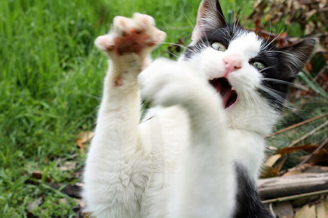 男篮国家队专项安排外线射手训练增强火力输出,男篮外援