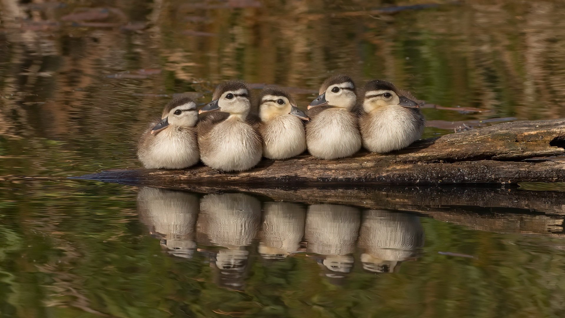 美洲杯激烈冲刺:逆境之中崛起的英雄们,美洲杯讲解