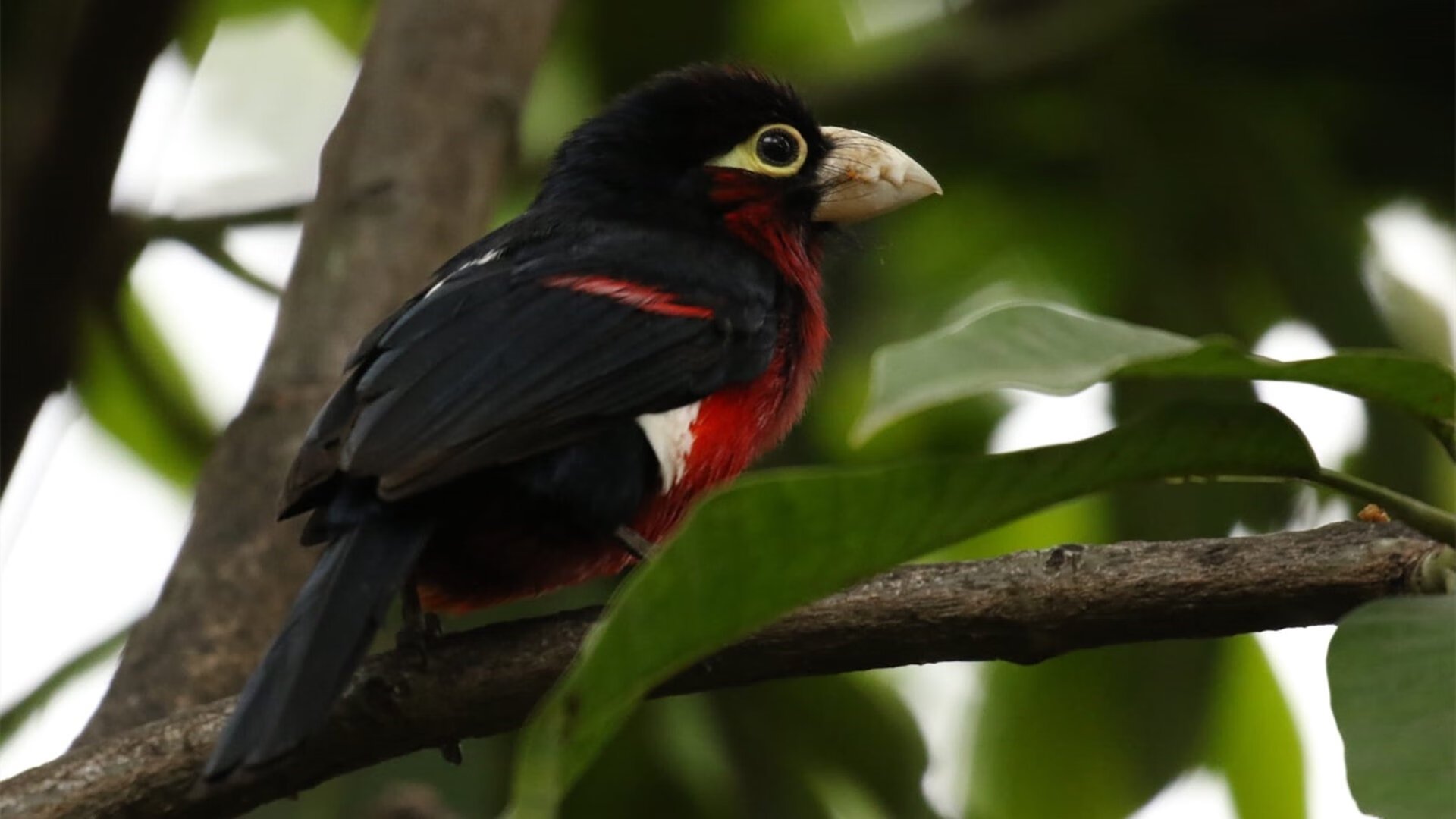 阿森纳青训再传喜讯，年轻天才不断涌现