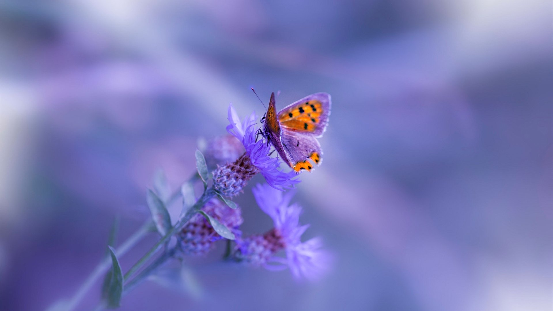 鹈鹕主场灯光系统升级比赛体验显著改善，鹈鹕主场球馆名称